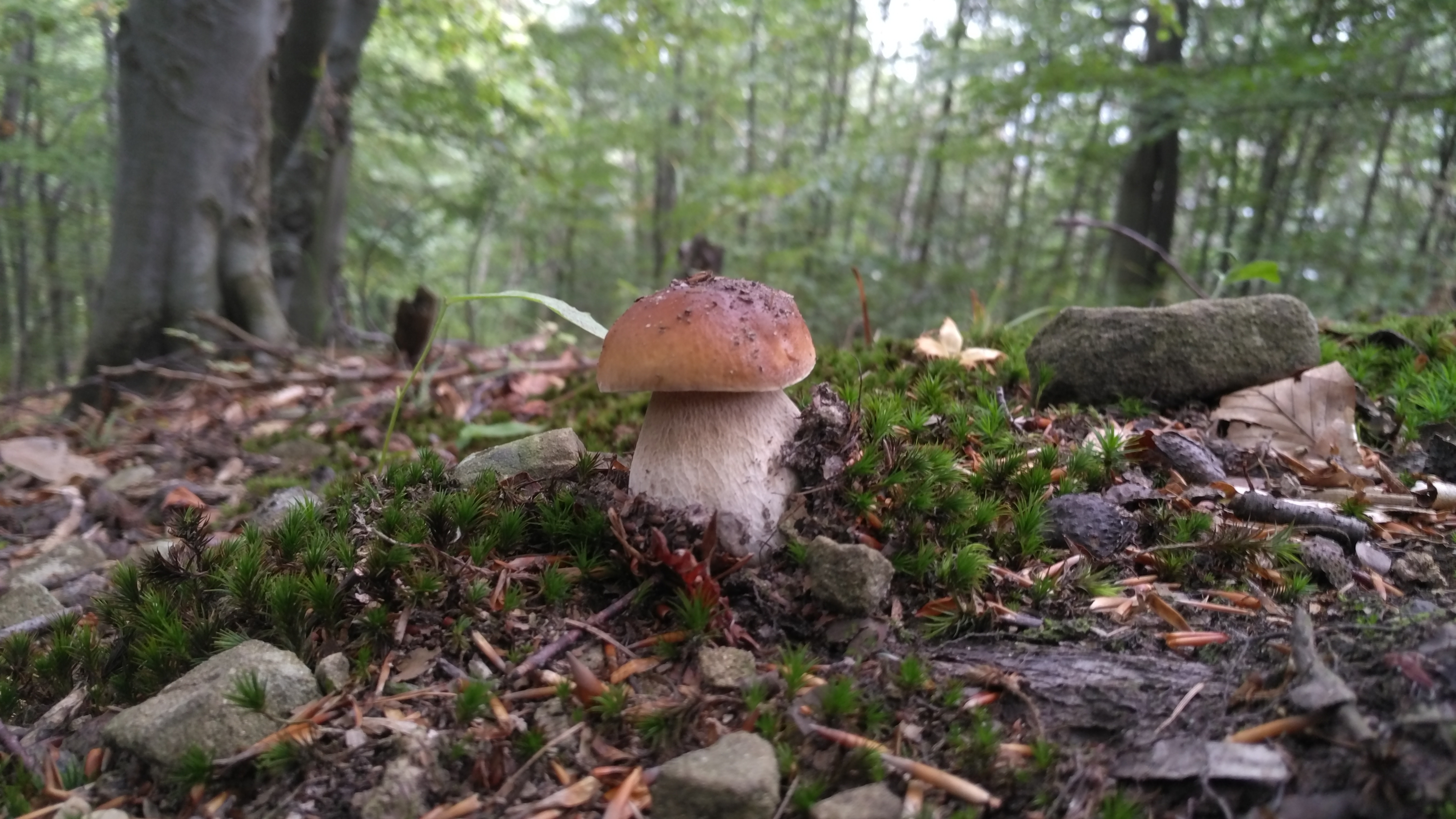 ein schöner Steinpilz im Wald