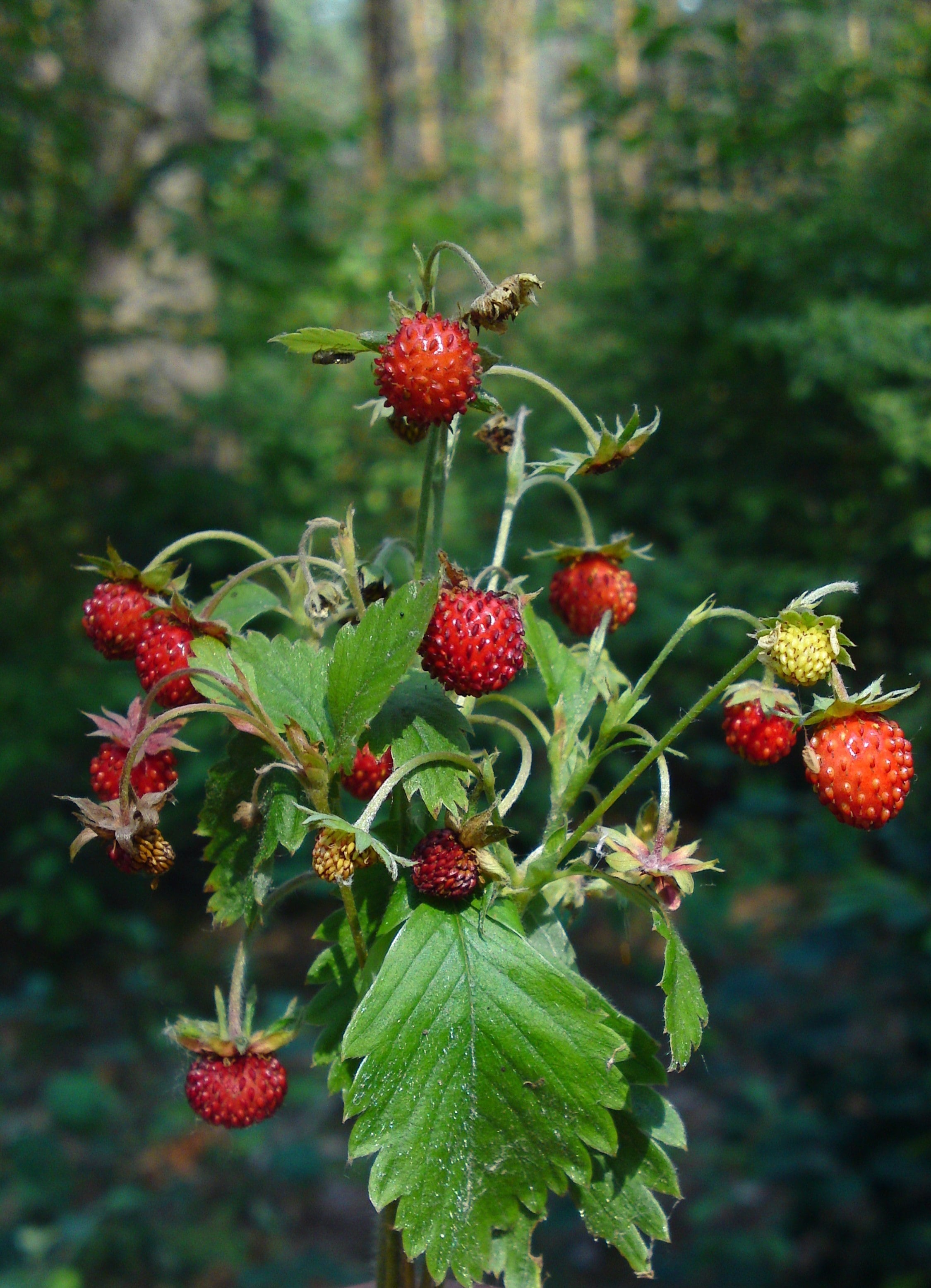 Walderdbeeren